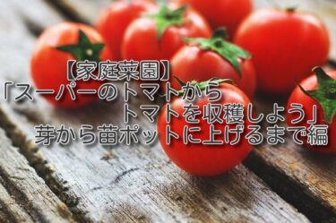 【家庭菜園】スーパーで売っているトマトからトマトを収穫しよう【トマト苗を作ろう】第２回