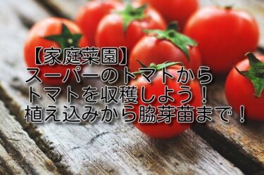 【家庭菜園】スーパーで売っているトマトからトマトを収穫しよう【管理と脇芽苗】第３回